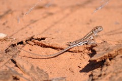 Ctenophorus spinodomus