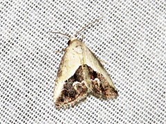 Lithacodia caffristis