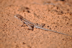 Ctenophorus spinodomus