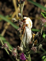 Rhodogastria similis
