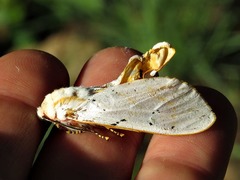 Rhodogastria similis