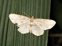 Lepidoptera