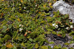 Gaultheria nubicola