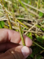 Eleocharis cellulosa