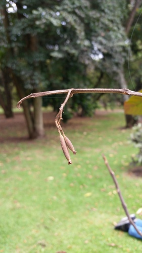 Cinchona pubescens