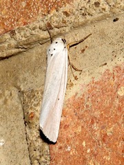 Ilemodes astriga