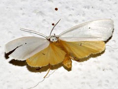 Ilemodes astriga