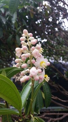 Miconia notabilis