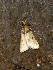 Aglossa basalis