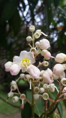 Miconia notabilis