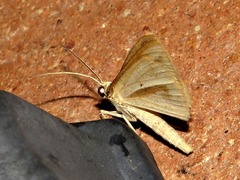 Lepidoptera
