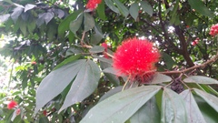 Calliandra carbonaria