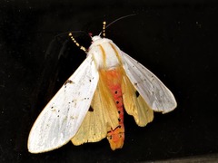 Rhodogastria similis