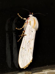 Rhodogastria similis