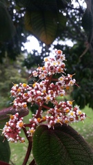 Miconia crinita