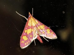 Stenochora lancinalis