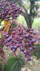 Miconia crinita