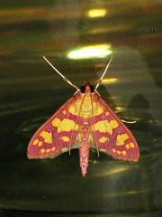 Stenochora lancinalis