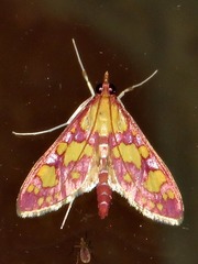 Stenochora lancinalis