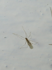 Limoniinae