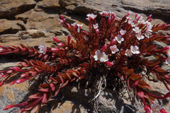 Epilobium porphyrium