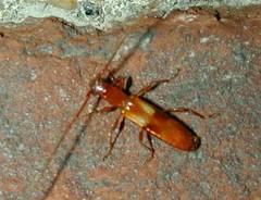Heterachthes quadrimaculatus