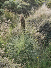 Aciphylla squarrosa squarrosa