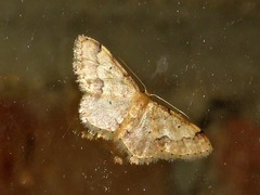 Lepidoptera
