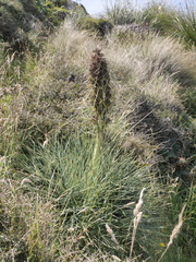 Aciphylla squarrosa squarrosa