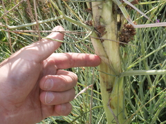 Aciphylla squarrosa squarrosa