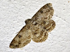 Ascotis reciprocaria