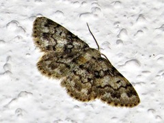 Idaea fumilinea