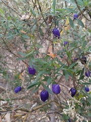 Billardiera longiflora