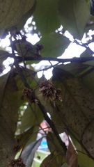 Critoniopsis bogotana