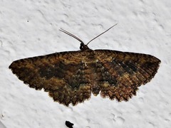 Horisme obscurata obscurata