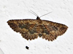 Horisme obscurata obscurata