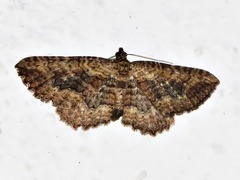 Horisme obscurata obscurata