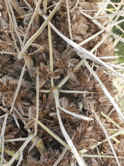 Aciphylla squarrosa squarrosa