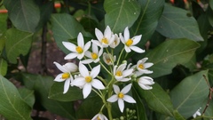 Solanum psychotrioides