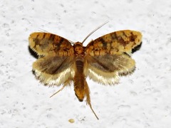 Lepidoptera
