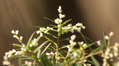 Leucopogon pimeleoides