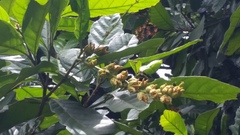 Trigonobalanus excelsa