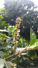 Trigonobalanus excelsa