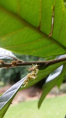 Trigonobalanus excelsa