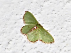 Allochrostes saliata
