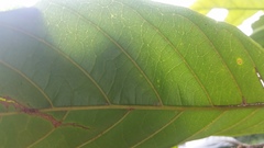 Trigonobalanus excelsa