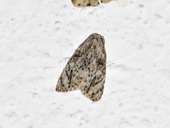 Lepidoptera