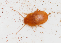 Leptinus testaceus