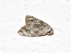 Lepidoptera