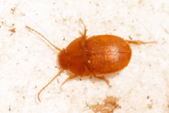 Leptinus testaceus